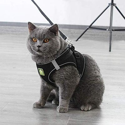 Harnais pour maine coon respirant noir