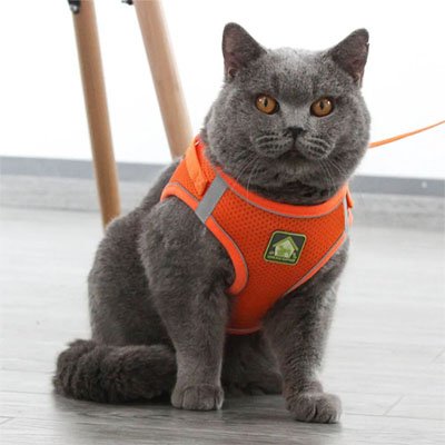 Harnais pour maine coon respirant orange