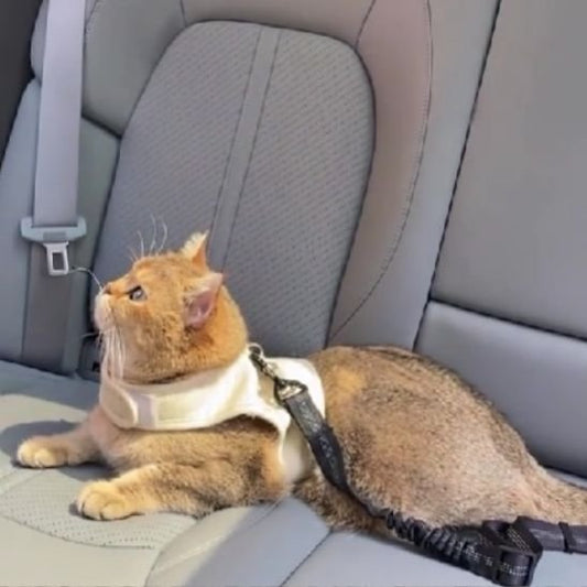 LAISSE POUR CHAT | CEINTURE - Leschamour