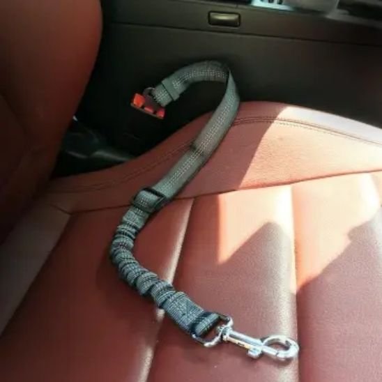 Laisse pour chat ceinture noire