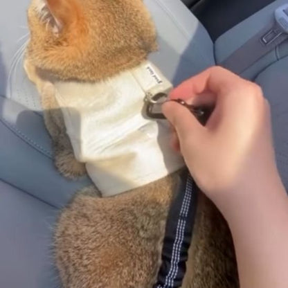 Laisse pour chat ceinture sécurité