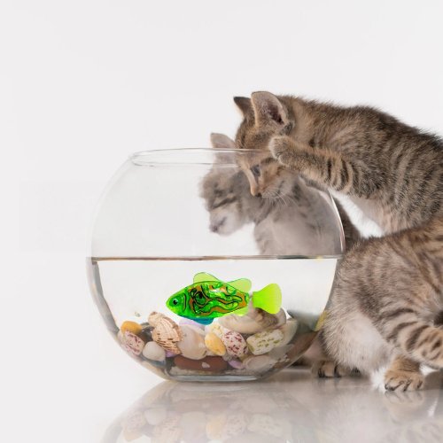 POISSON QUI BOUGE POUR CHAT | FISHCATS™ - Leschamour