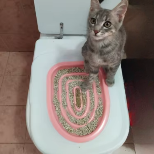 toilette_pour_chat_rose