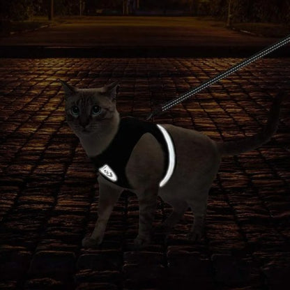harnais-chat-réfléchissant-flashcat-nuit